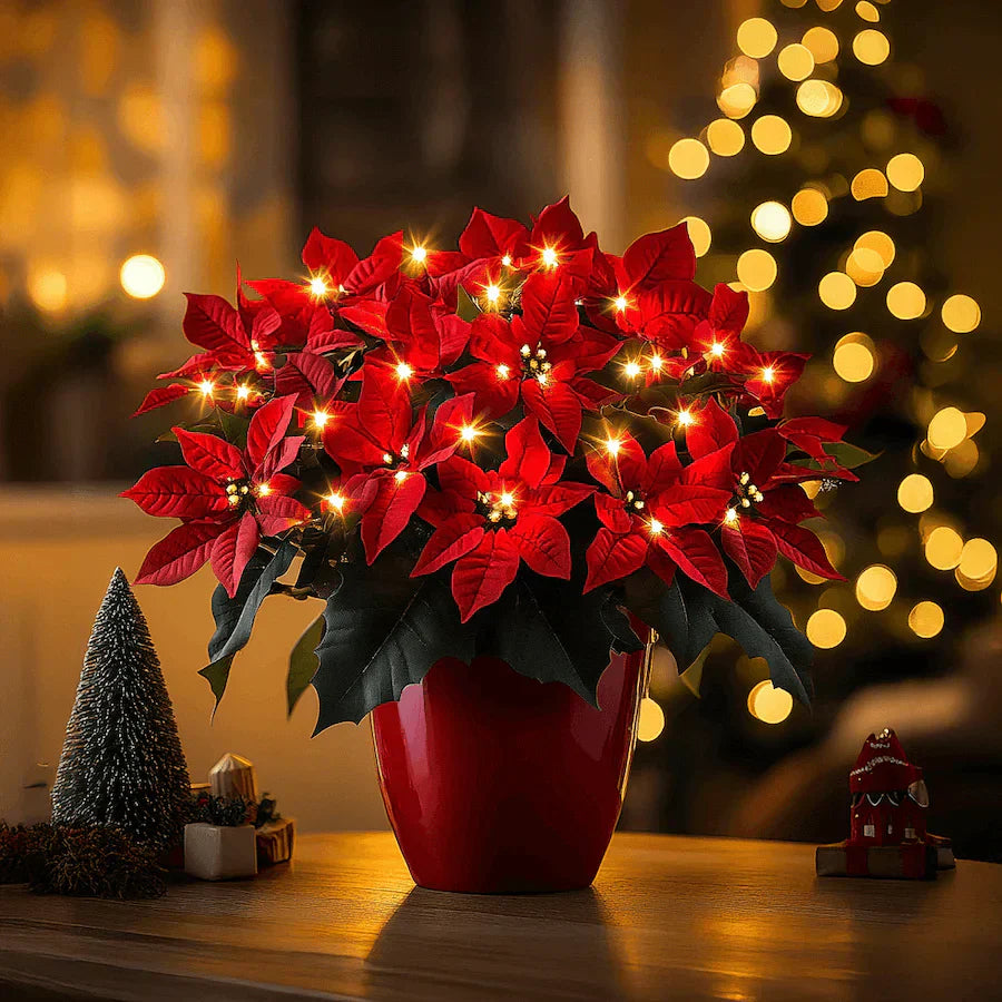 Strahlende Rubin-Weihnachtsstern – Bild 1