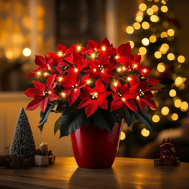 Strahlende Rubin-Weihnachtsstern – Bild 1